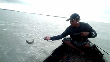 merawai di danau tempe dekat pulau 1 wette
