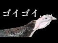 デュラ村養鶏場より七面鳥のゴイゴイについて大切なお知らせ。