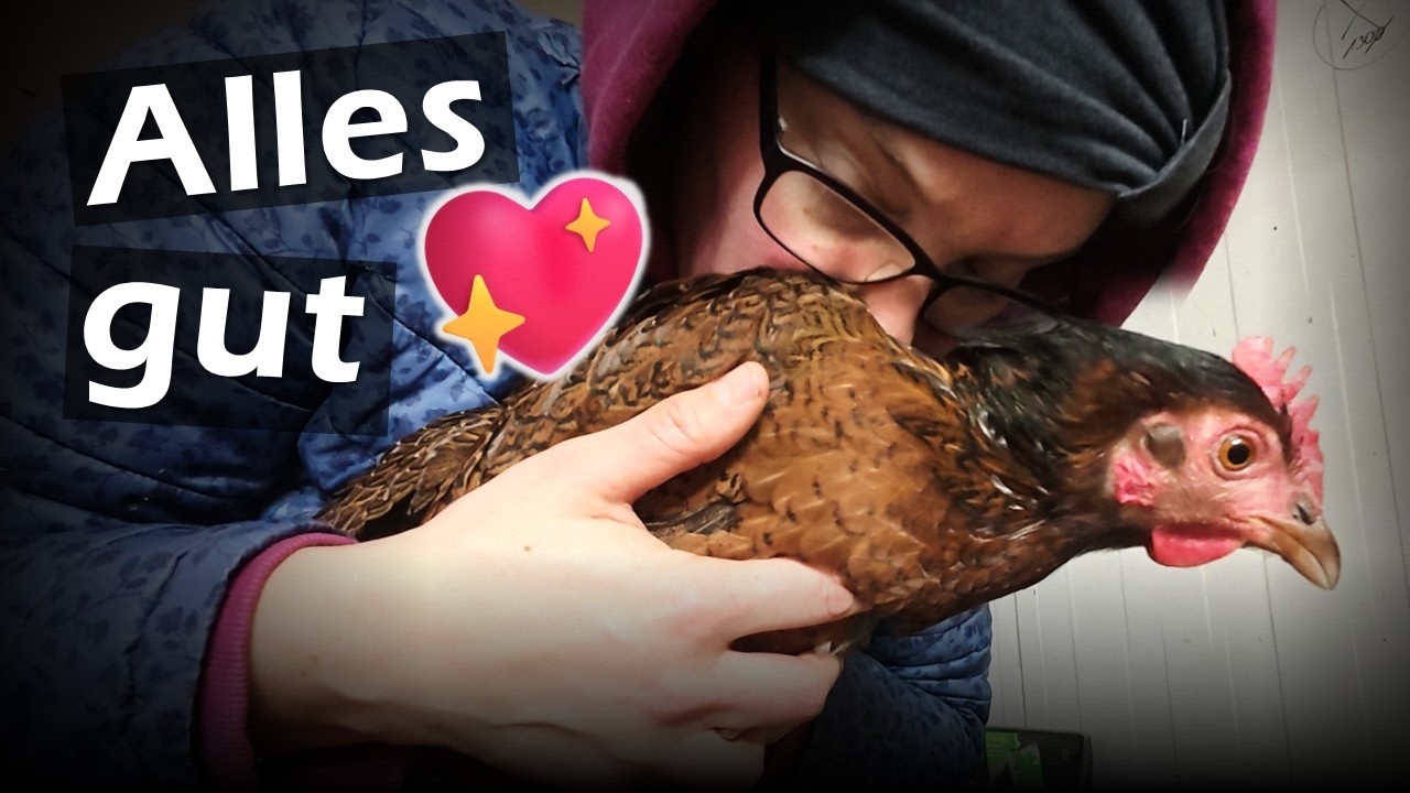Es ist NIX passiert 🫶 außer das... #Hühner 138