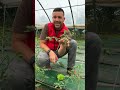 dove nascono i fiori e i frutti del pomodoro?