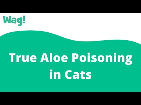 True Aloe Poisoning in Cats | Wag!