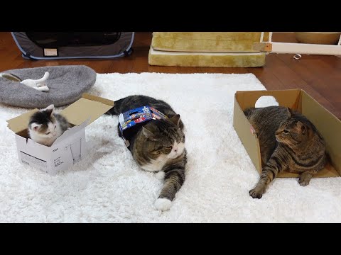 それぞれお気に入りの箱で過ごすねこ。-Cats spending time in their favorite boxes.-