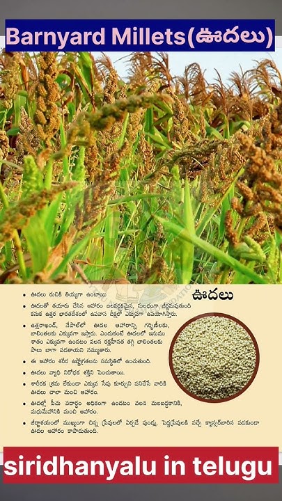 Udalu Barnyard Millet benifits In Telugu shorts millets udalu-barnyard-millet-benifits-in-telugu-shorts-millets