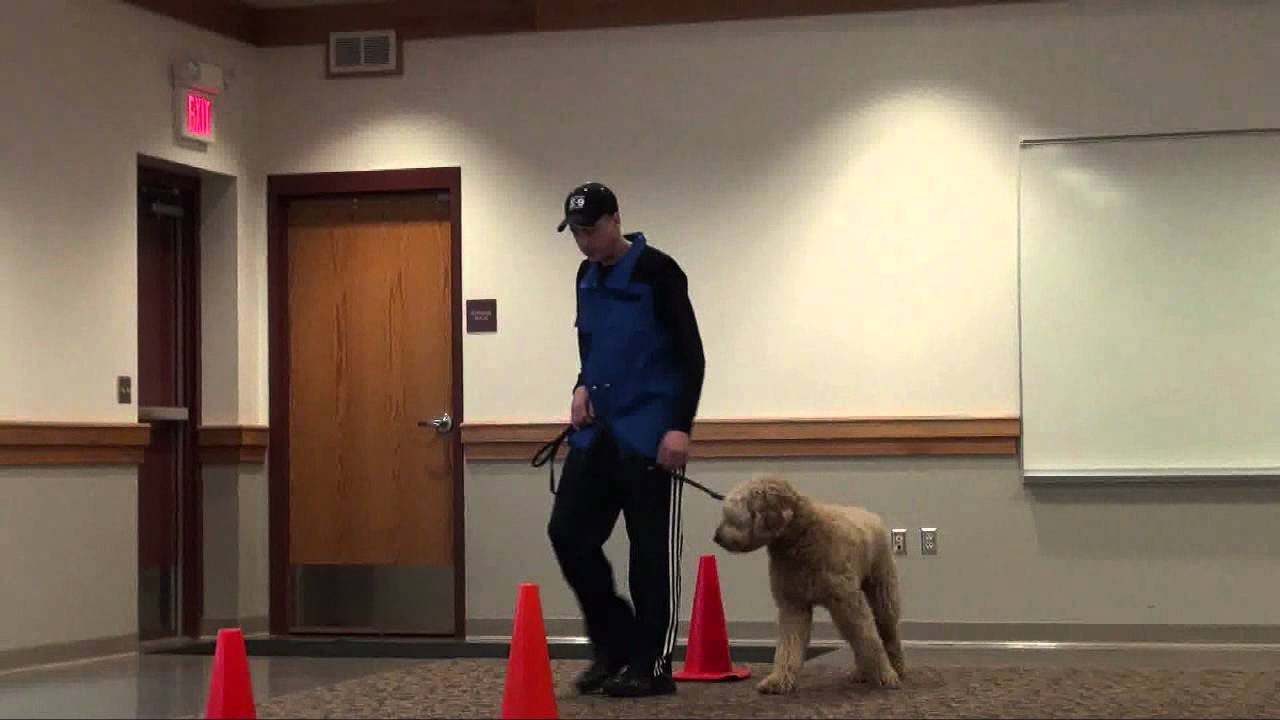 Knox (Goldendoodle) Boot Camp Dog Training Minnesota YouTube