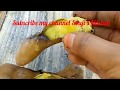 Raw Tamarind Cooking on Fire l Tamarind Tree l Tobacco Leaves Processing in Barns Andhra Pradesh