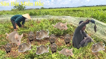 Bắt chuột đồng ở những khu cỏ hoang lâu năm dưới thời tiết nắng nóng