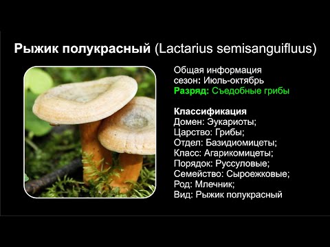 Рыжик полукрасный (Lactarius semisanguifluus)