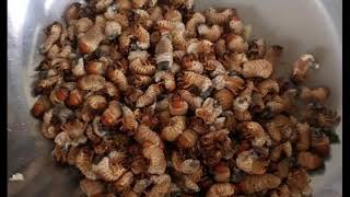 How To Catch Beetle Grub Aka Abaling...the Larva Of Salagubang...