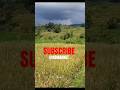 Hadir sahabat #fypシ #shorts #subscribe