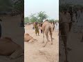 يهز الجمل ذيله عادة لطرد الذباب والحشرات عن جسمه يهز الجمل ذيله عادة لطرد الذباب والحشرات عن جسمه