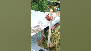 Đỉnh Cao Vua Khỉ Cưa Cây Dừa Trên Mái Nhà #shorts