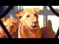 3 lion cubs bring delight to Indian zoo