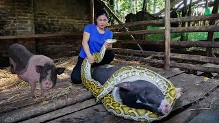 Harvest Life My Bad Day - Suddenly a Large Python Attacked the Farm, Traditional Cooking