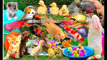 Khám Phá Thế Giới Các Con Vật Dễ Thương: Bắt Mèo, Rùa, Cua, Cá Vàng, Cá Koi, Thỏ, Vịt Con Đáng Yêu