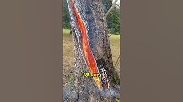 How Does a Fire Burn Inside a Tree? #shortsviral #shortsfeed #shortsvideo #shorts