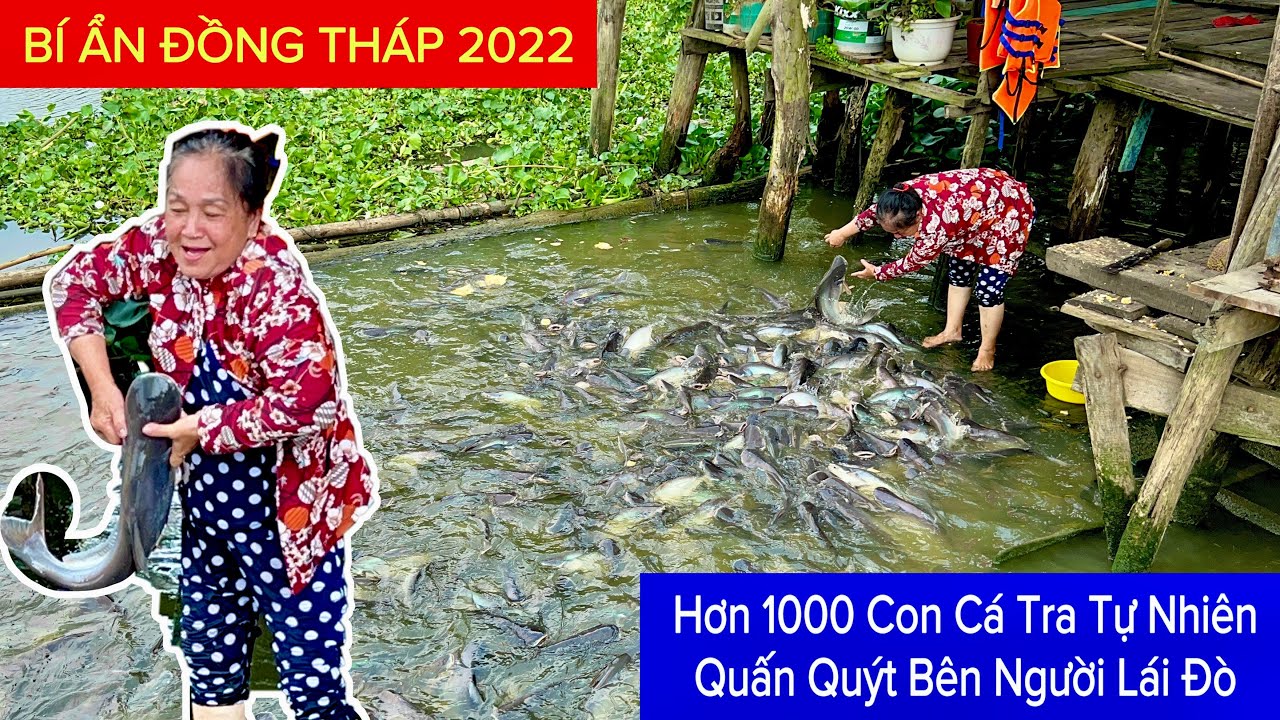 Bí Ẩn Đàn Cá Tra Tự Nhiên Hơn 1000 Con Quấn Quýt Người Phụ Nữ Đưa Đò Ở Đồng Tháp | Khương Nhựt Minh