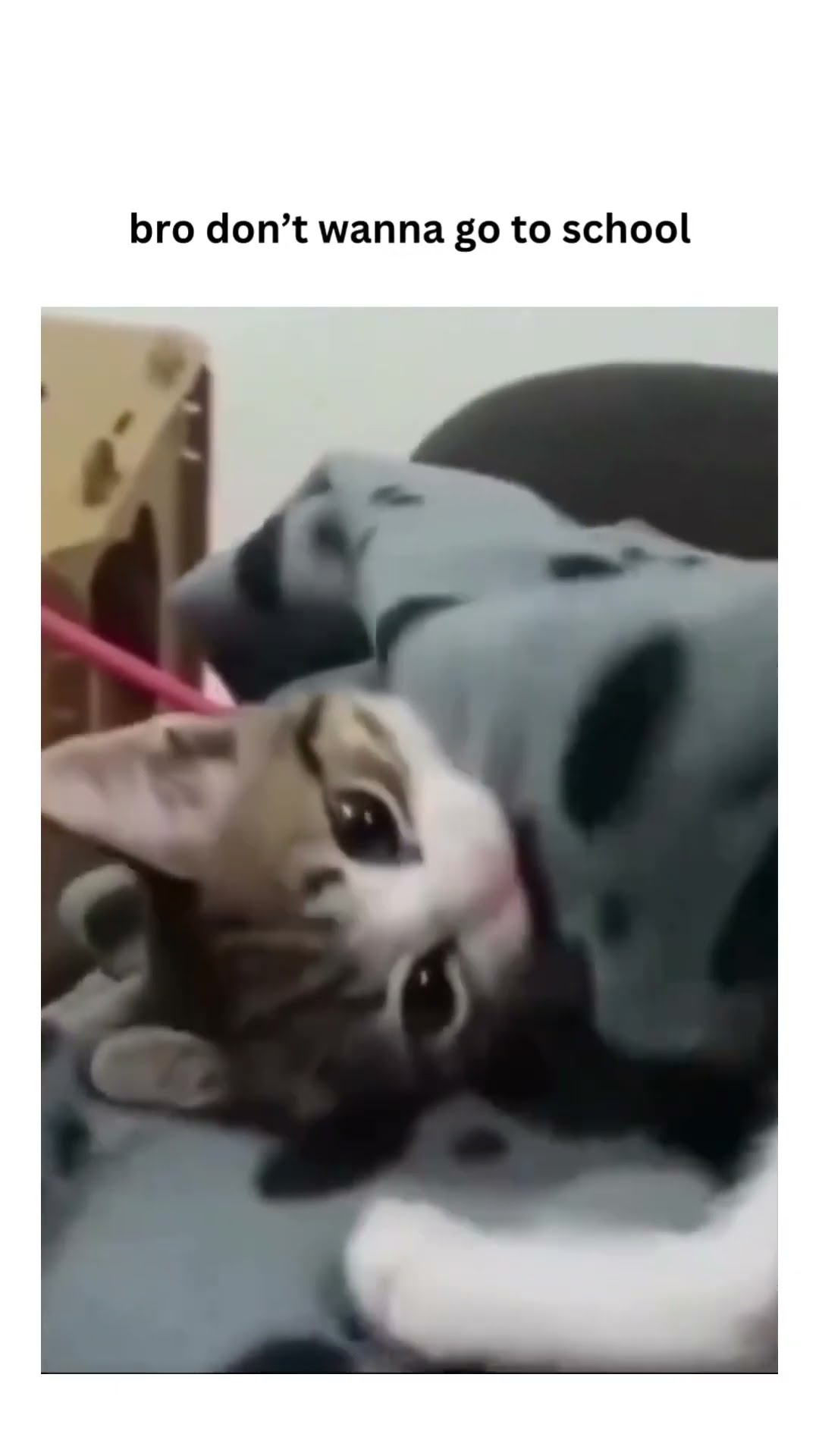 Footage of prvnci not trying go go to school