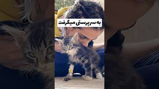 گربم مرد…😔 | مینی ولاگ روزانه با من | ولاگ گربه ای