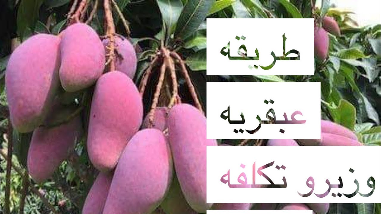 140 ألف أرباح كل سنه من زراعه 240 شجرة مانجو 🥭 فقط طريقه عبقريه تحميل تحت النخل 🌴 دون تكلفه ؟؟!!!