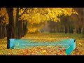تحميل فيديو مناظر الخريف الذهبية الهادئة (بدون حقوق) 4K