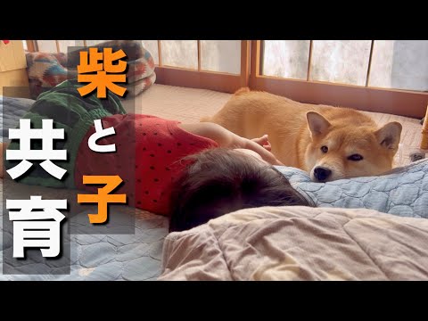 柴犬の女の子と一緒に遊ぶ「１歳の娘」順調にやんちゃに育っている