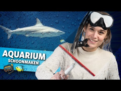 Ocean aquariums schoonmaken voor openingstijd 🦈  | Videoranger