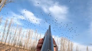 Tahtali Avi Wooden Hunt(Net Gôrüntû Guzel Vuruslar)