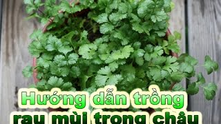 Hướng dẫn trồng rau mùi (ngò rí) trong chậu