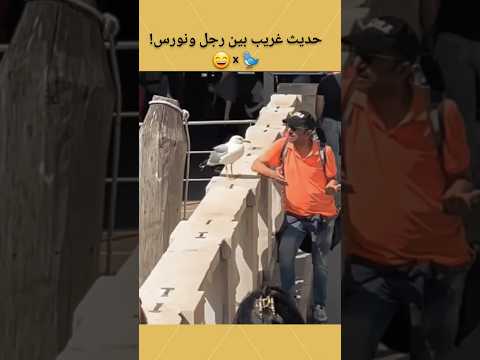 حوار غريب بين الرجل والنورس