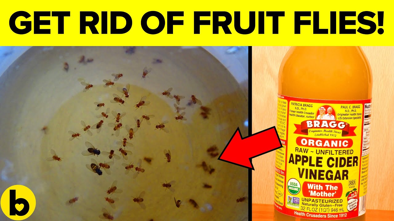 Get Rid Of Fruit Flies For Good 