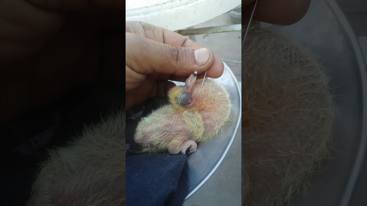 Pigion Baby Crop Air Stuck Problam Youtube
