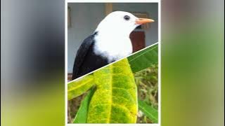 tiếng chim 🐦 héc xoan có 1 không 2 📶🚀