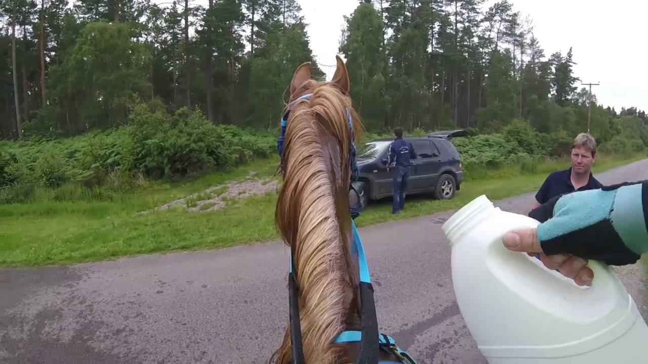 Scottish Endurance Riding Club Championships 2016