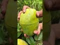 Mango season = control out of control.. 😁❤️👍...#food #cooking comedy #funny #reels #viral #short
