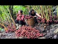 Harvesting Cardamom Goes to the market sell, Vàng Hoa