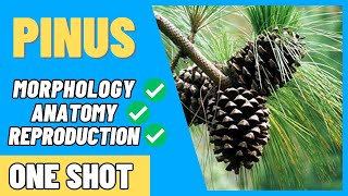PINUS:-CLASSIFICATION,MORPHOLOGY,ANATOMY,REPRODUCTION.