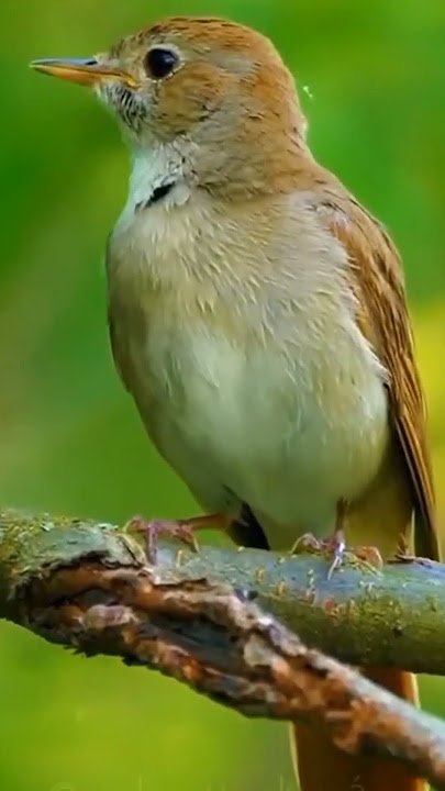 suara burung Bulbul@D.Hewan.#duniahewan#burung#kutilangemas#video#shots