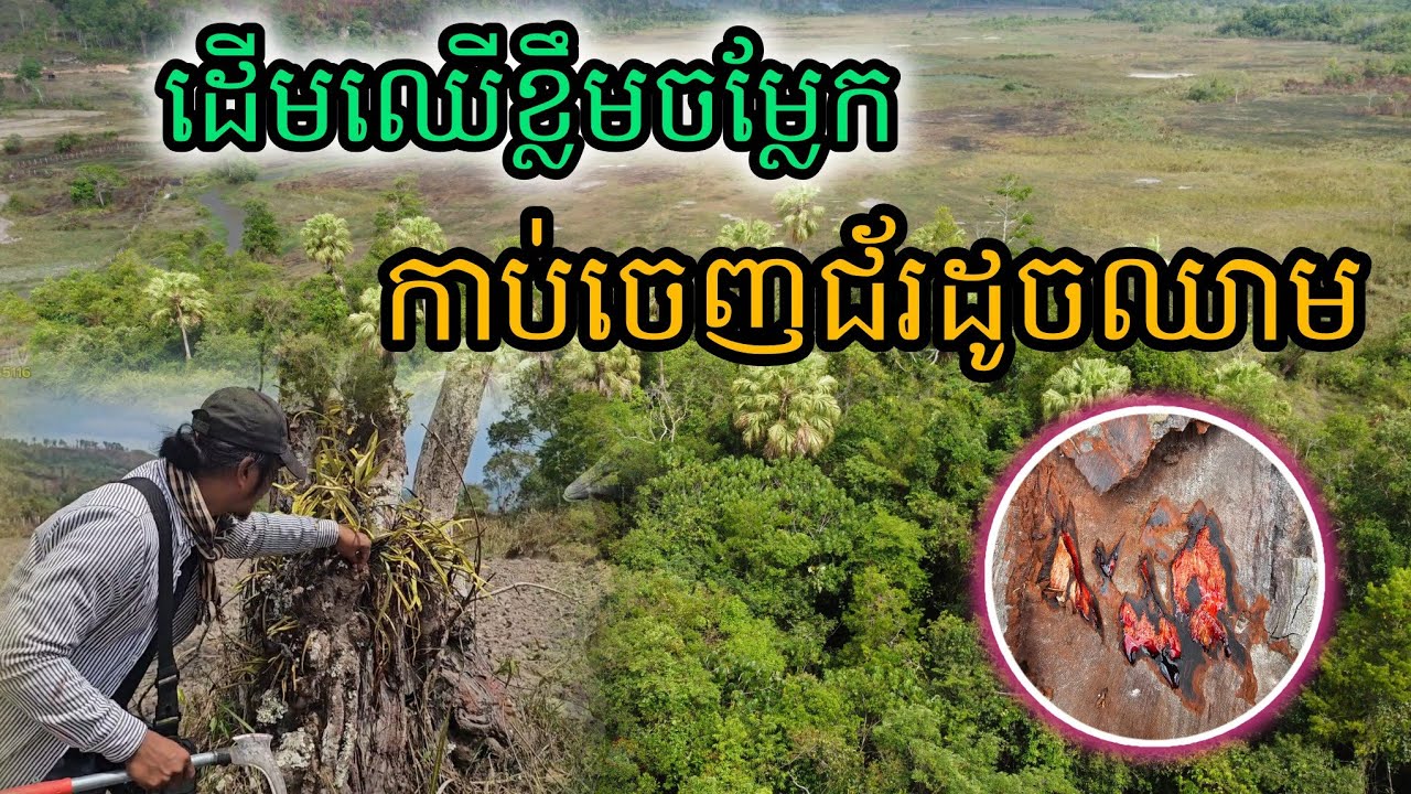 ដើមឈើខ្លឹមចម្លែកកាប់ចេញជ័រដូចឈាម