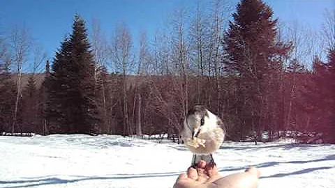 canada jay eating out of hand