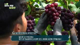 (YTN 데일리팜) 이동현 4-H회원(2024년 9월 10일 방영)