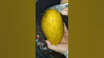 CAT SAIGON Mango From Container Fruit Tree 