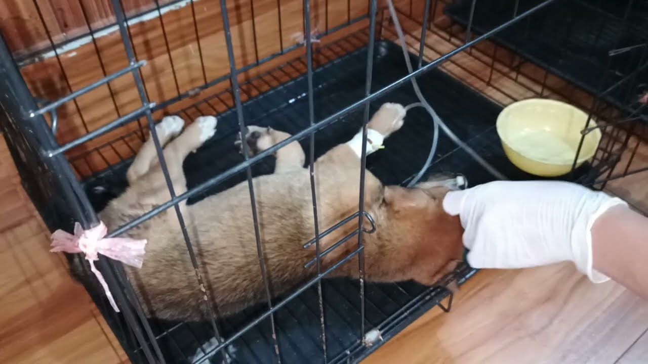 In December 2025, a puppy got tick bone fever. Staying in clinic for treatment. 