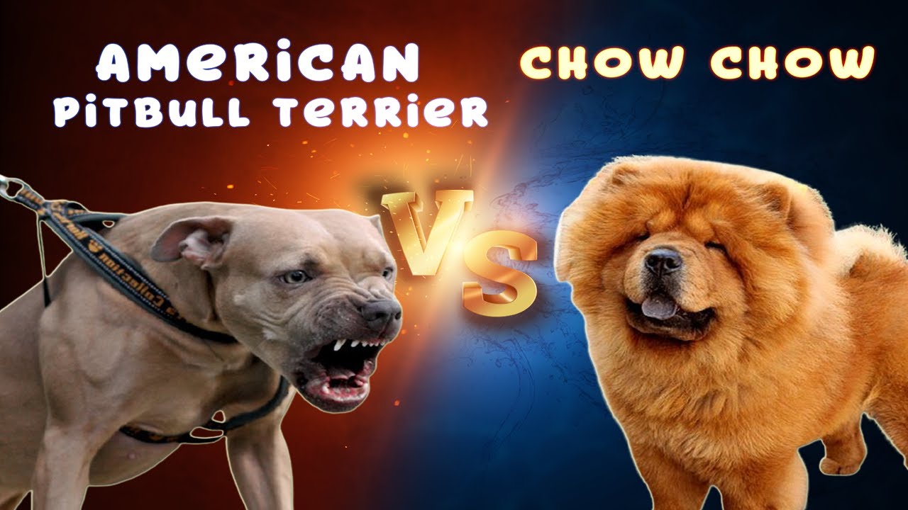 American Pitbull Terrier Vs Chow Chow - World Strongest Dog Bite Force Comparison