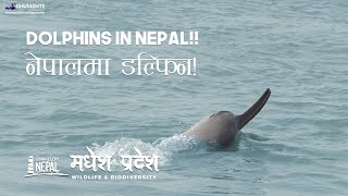 The "Biodiversity & Wildlife" of Madhesh Pradesh ! @ImagineNepal Dolphins in Nepal!