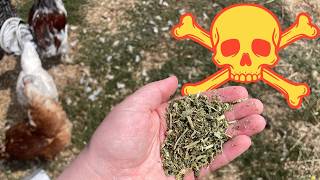 STOP feeding your chickens so many HERBS! | BREAKING RESEARCH