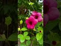 #lofi #garden