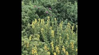 Im The Best Whole Im Not Sob 3R