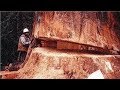 Amazing Dangerous Skills Fastest Tree Felling, Heavy Biggest Tree Cutting Down Chainsaw Machines