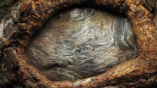 Unique Burl Wood Pattern on Live Tree #shorts