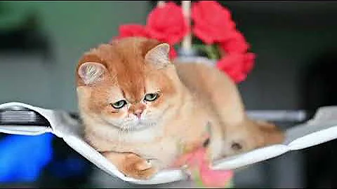 Video 6160791: shorthair cat kucing britishshorthair, kucing british shorthair kitten, british shorthair pets cat, kucing british shorthair golden, britishshorthair kucing catlover